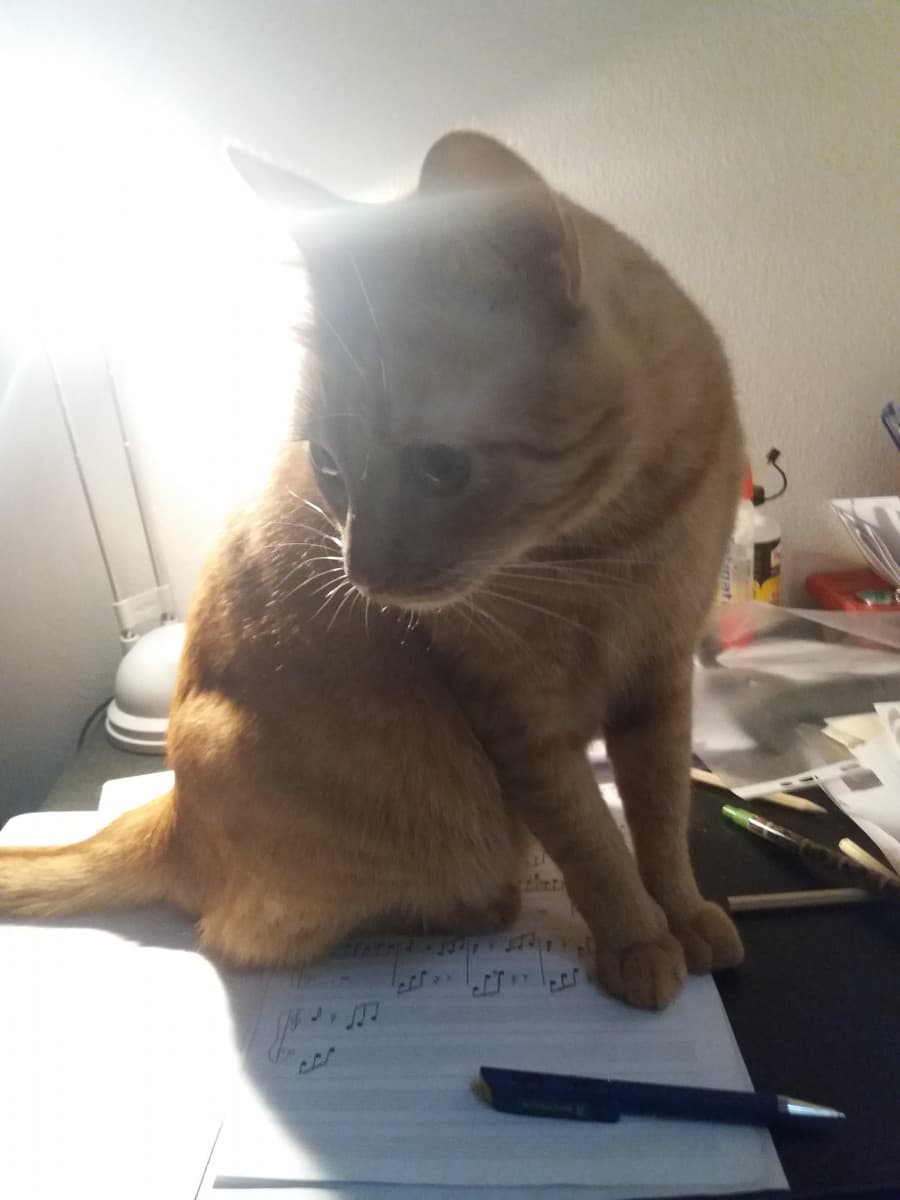 Il mio gatto non collabora 