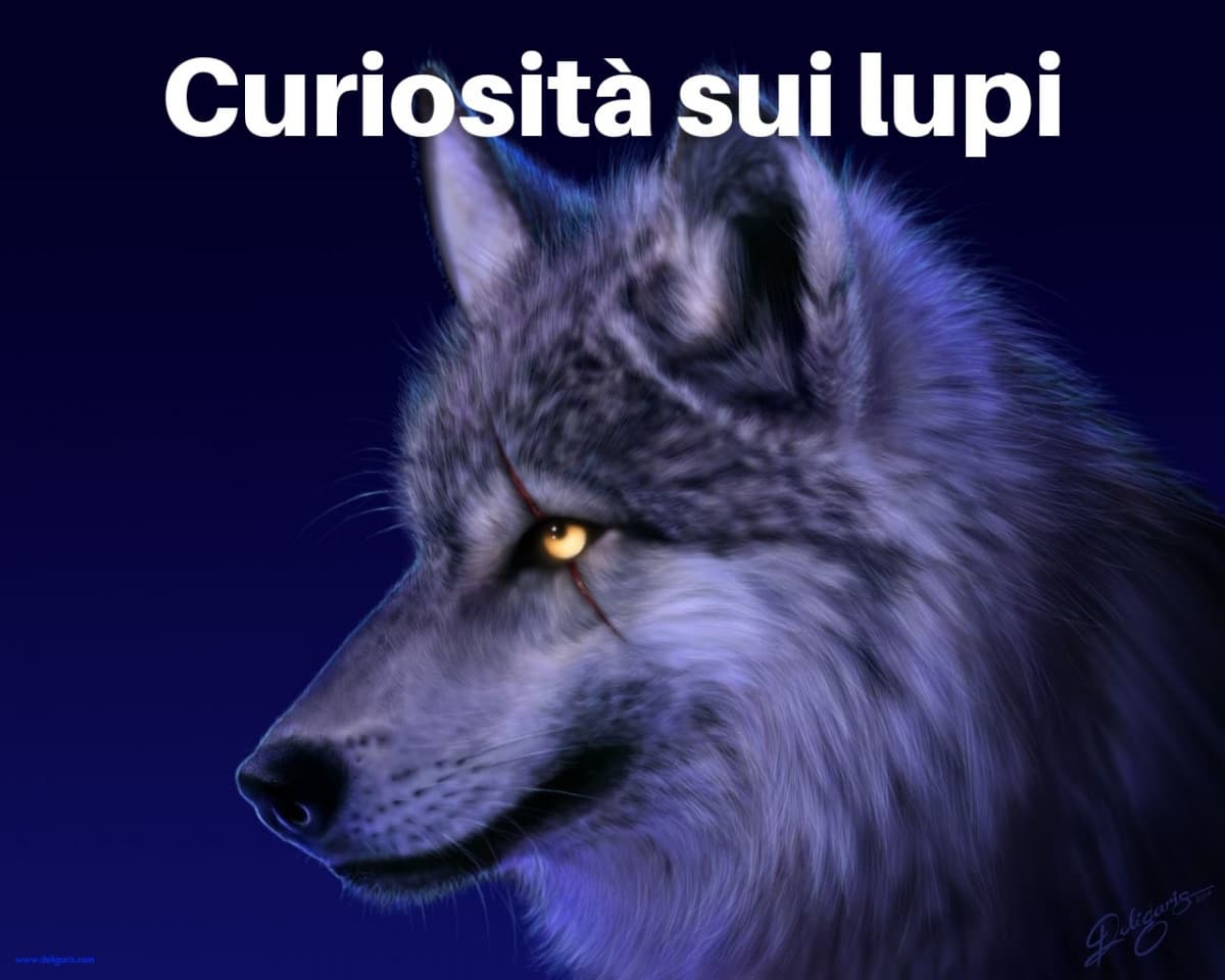 Curiosità sui lupi 