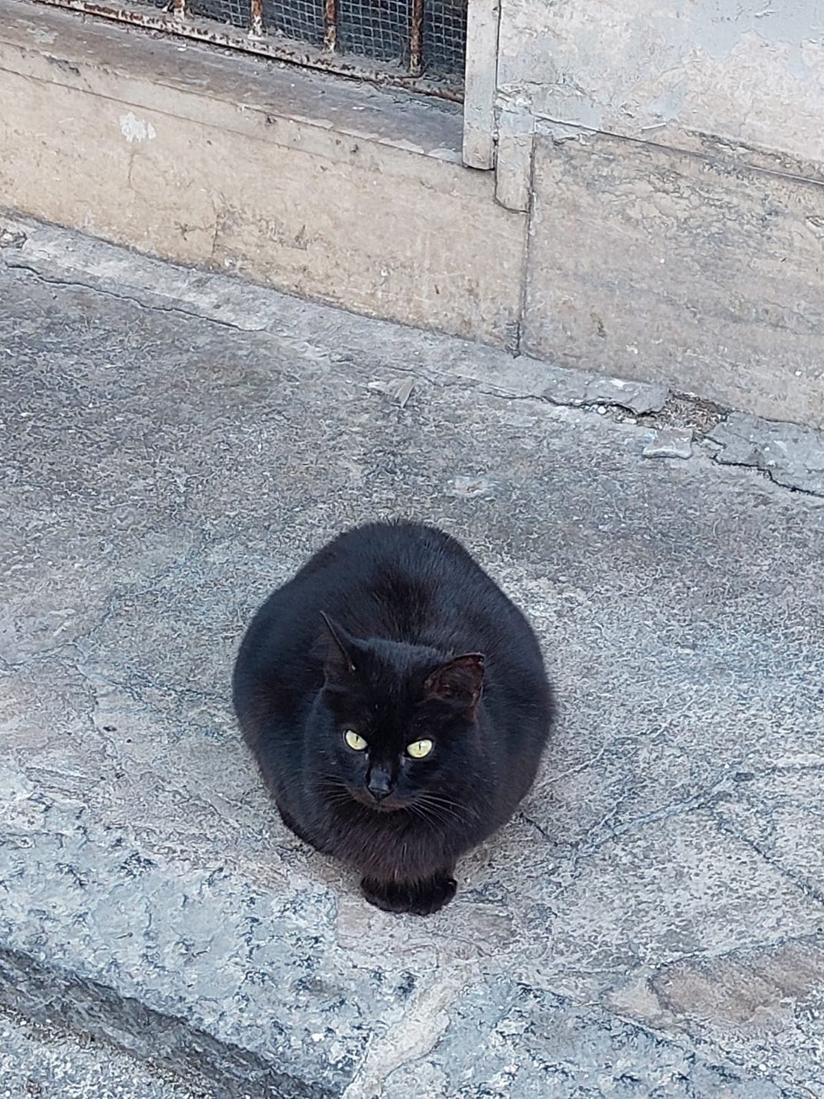 Voto gatto pane nero?