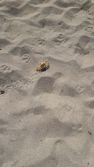 Tre giorni fa trovai lui a mare