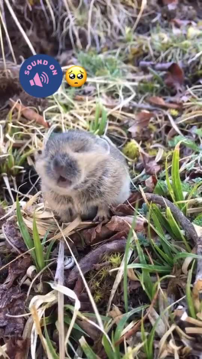 No basta necessito un pika.