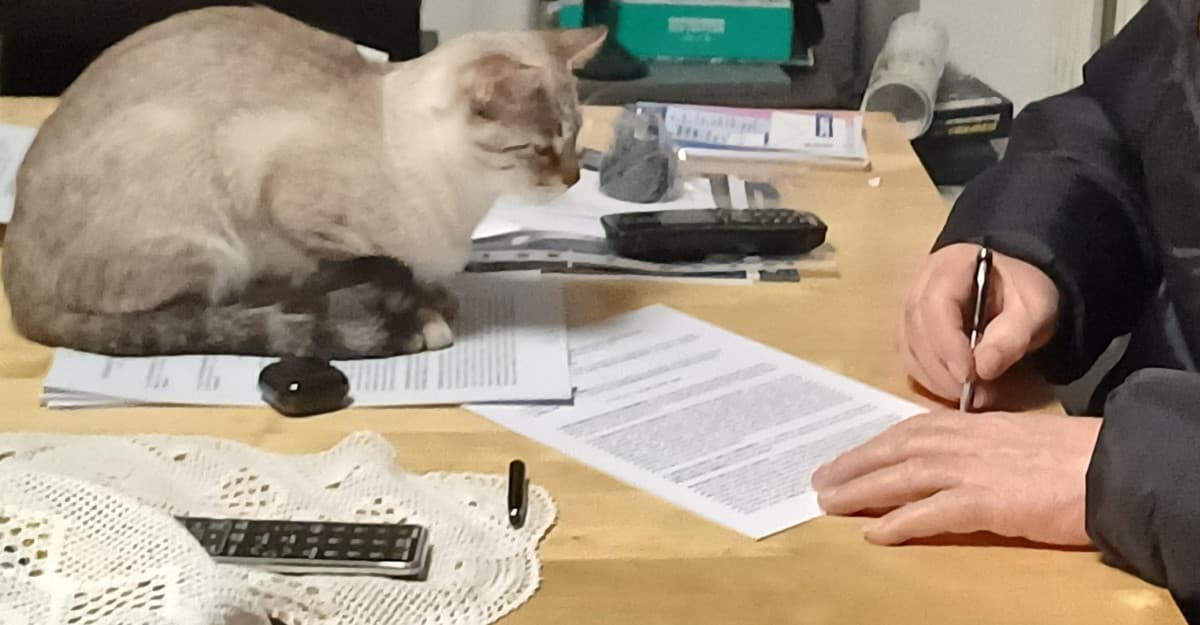 La situa è 🐈🗿
