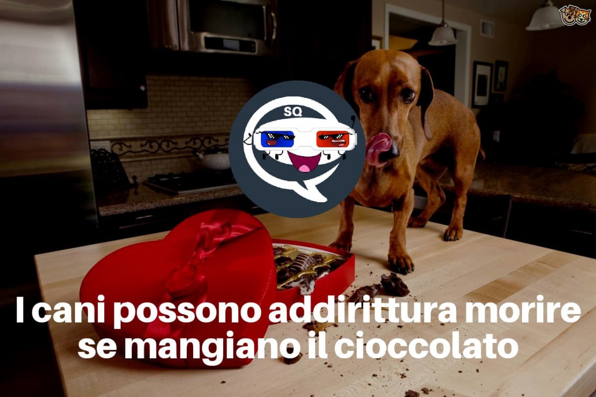 Avete mai dato da mangiare della cioccolata al vostro cane? 