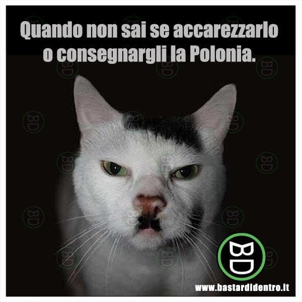 A proposito di gatti che somigliano a Hitler...