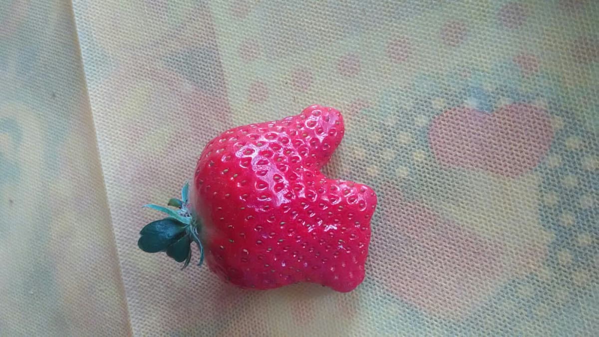 Prima mi é uscita una fragola a forma di Like ???