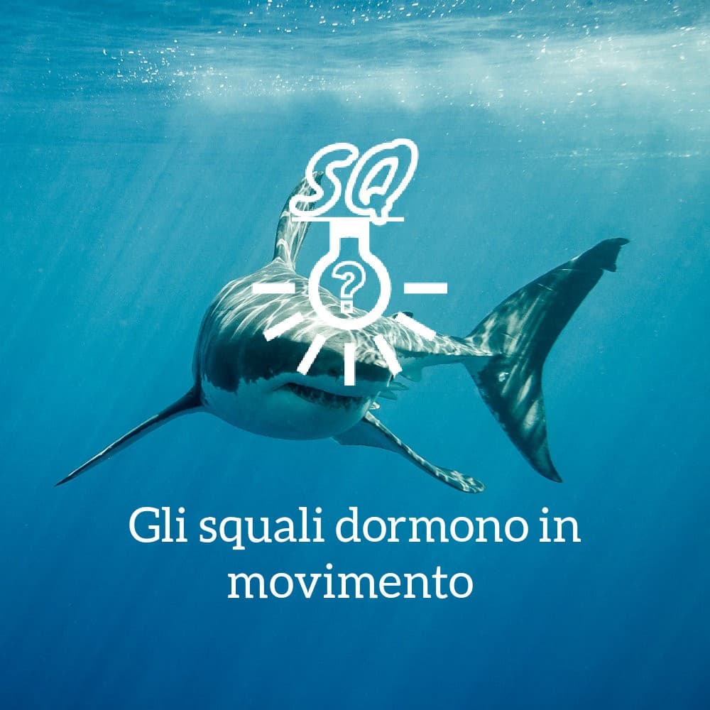 #curiosità 