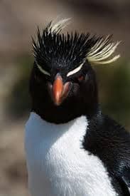 Questo qui sotto è un pinguino reale