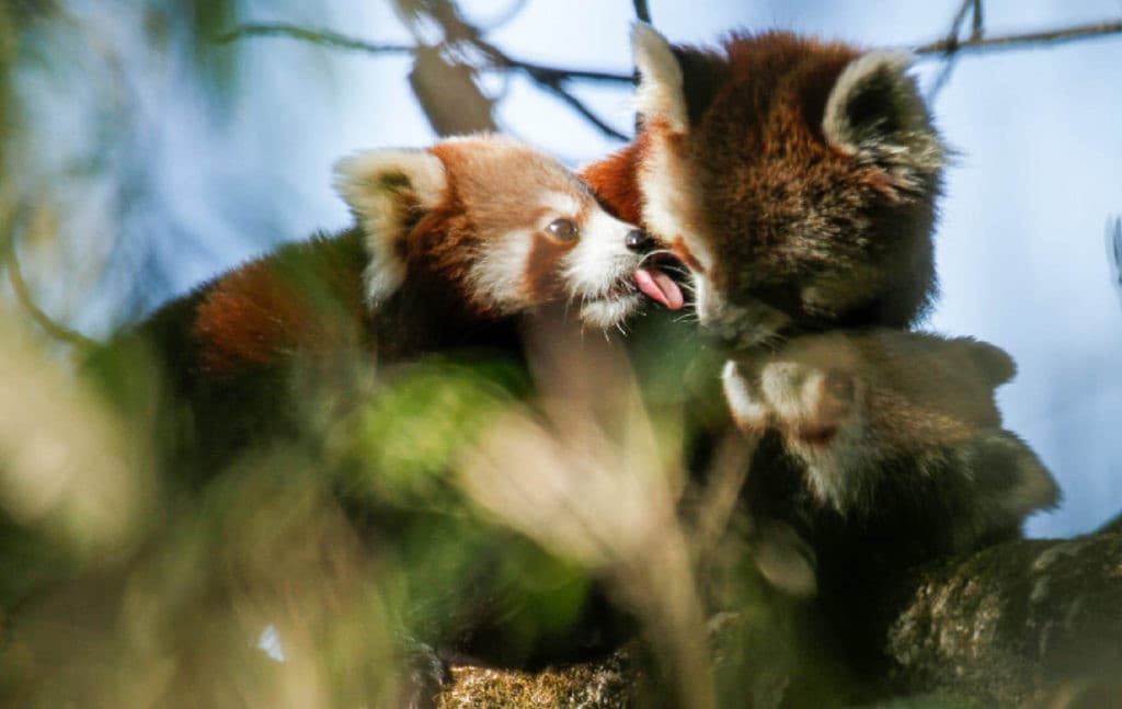 Fatti sui panda rossi