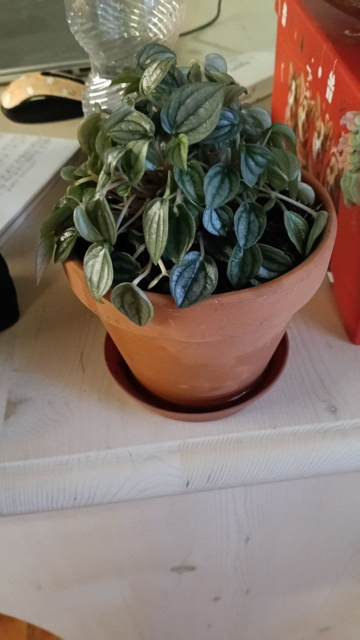 Cambiato il vaso a Toph finalmente
