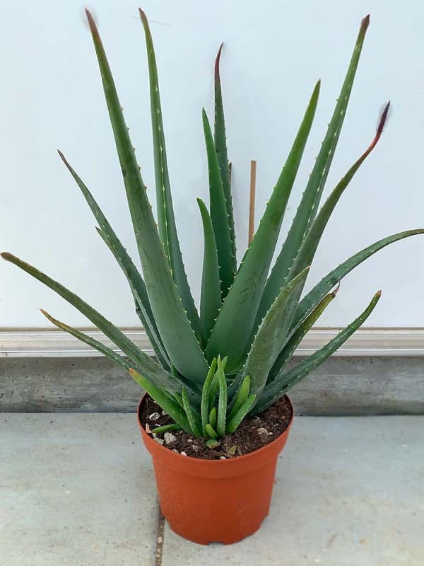 Un consiglio che vi dò è quello di tenere sempre a casa una piantina di Aloe Vera: è un rimedio naturale contro bruciature, tagli, escoriazioni, punture di insetti, piccole ferite, herpes e sicuramente altro ancora. Sempre utile.