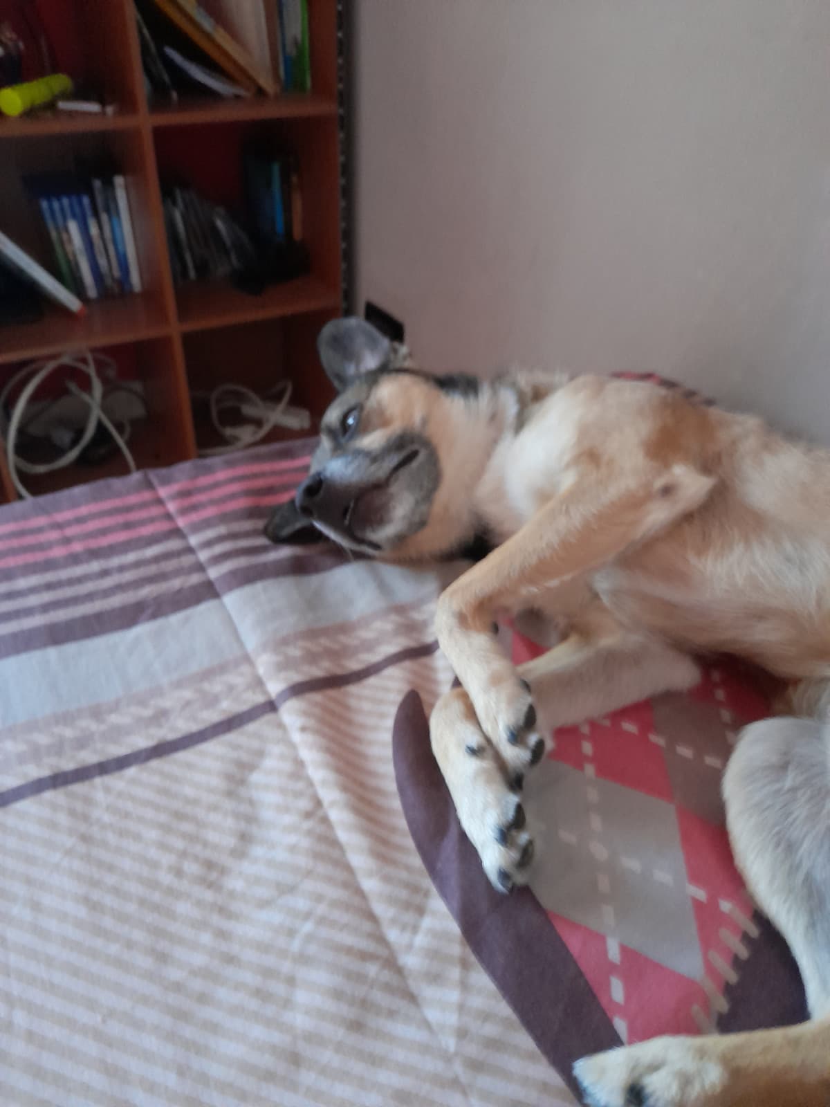 Il mio cane epico pazzurdo sgravato