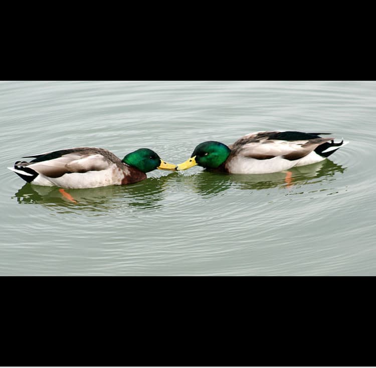 Per chi continua ad ostentare la cosa del fatto che l’omosessualità è contro natura che guardi questa immagine 