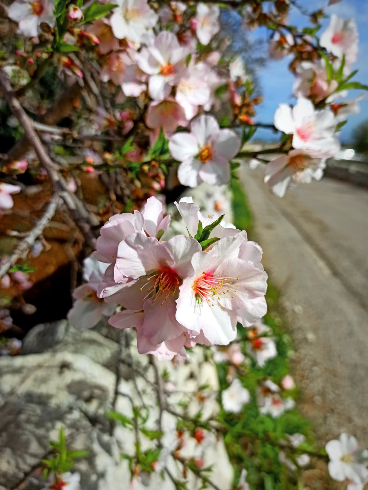 Mandorlo in fiore