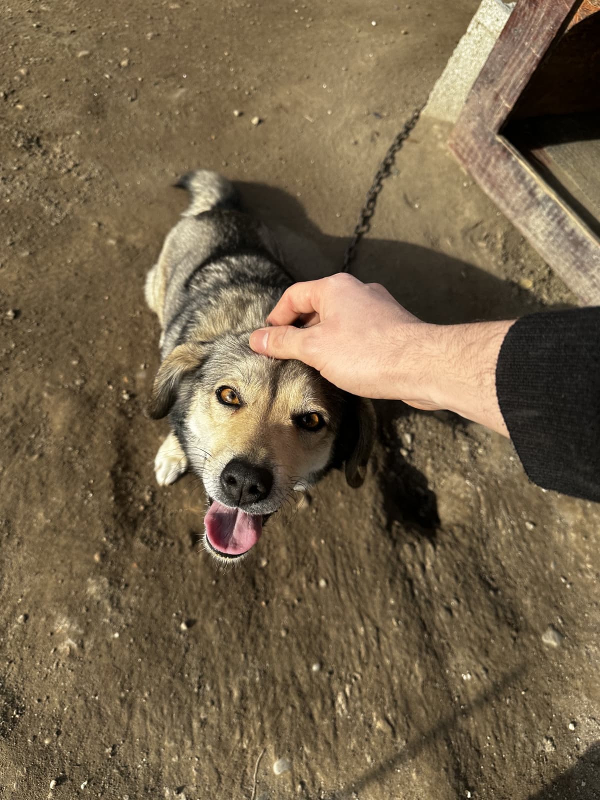 Quanto cazzo odio il fatto che nel mio paese la gente incatena i cani ad un palo