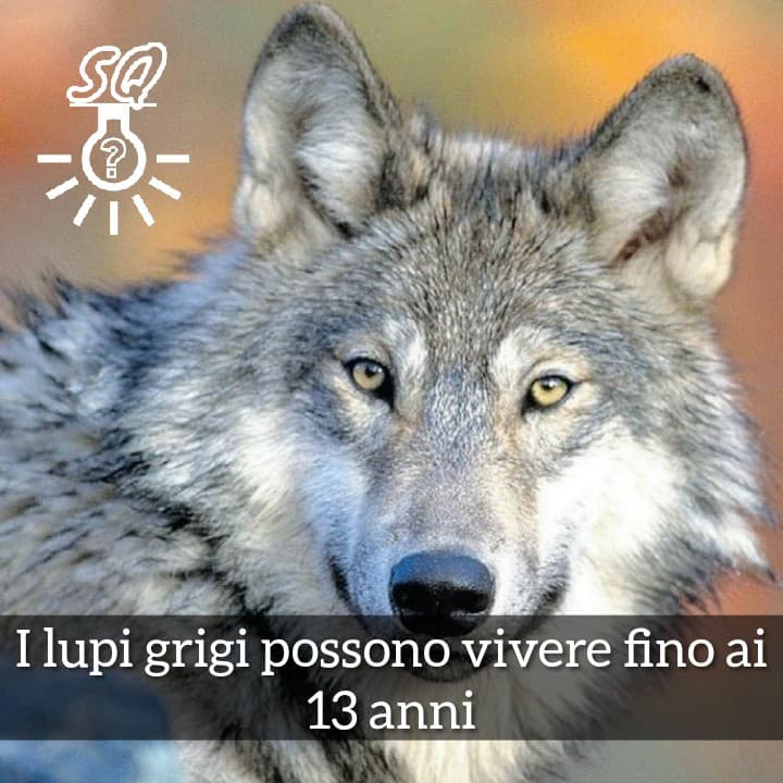 #curiosità 