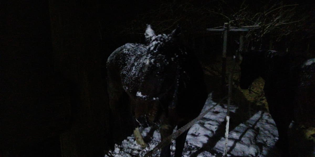 Hanno la stalla.... preferiscono stare fuori con 3 cm di neve sulla schiena... Bah -.-