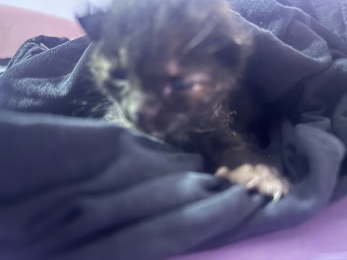 abbiamo trovato questo gattino solo