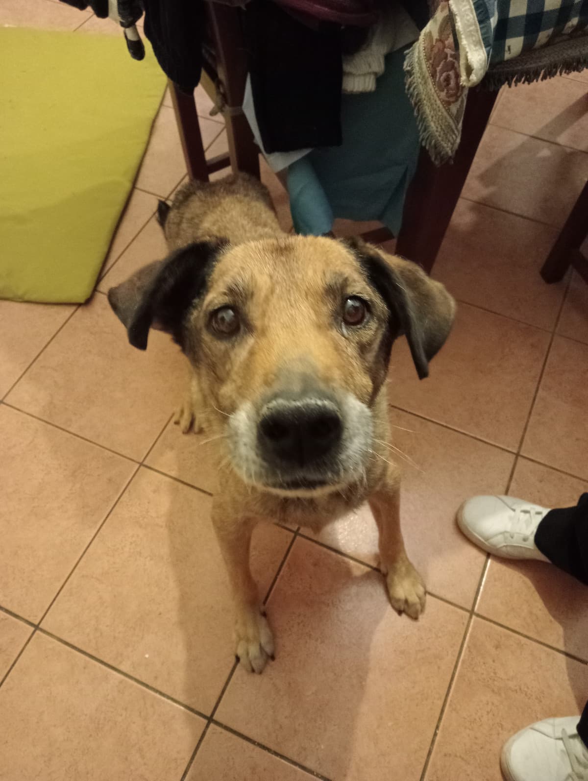 Ho paura dei cani, ma lui è un'eccezione 