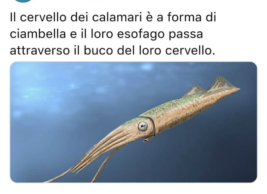 Ci sono molti calamari su questo sito ?