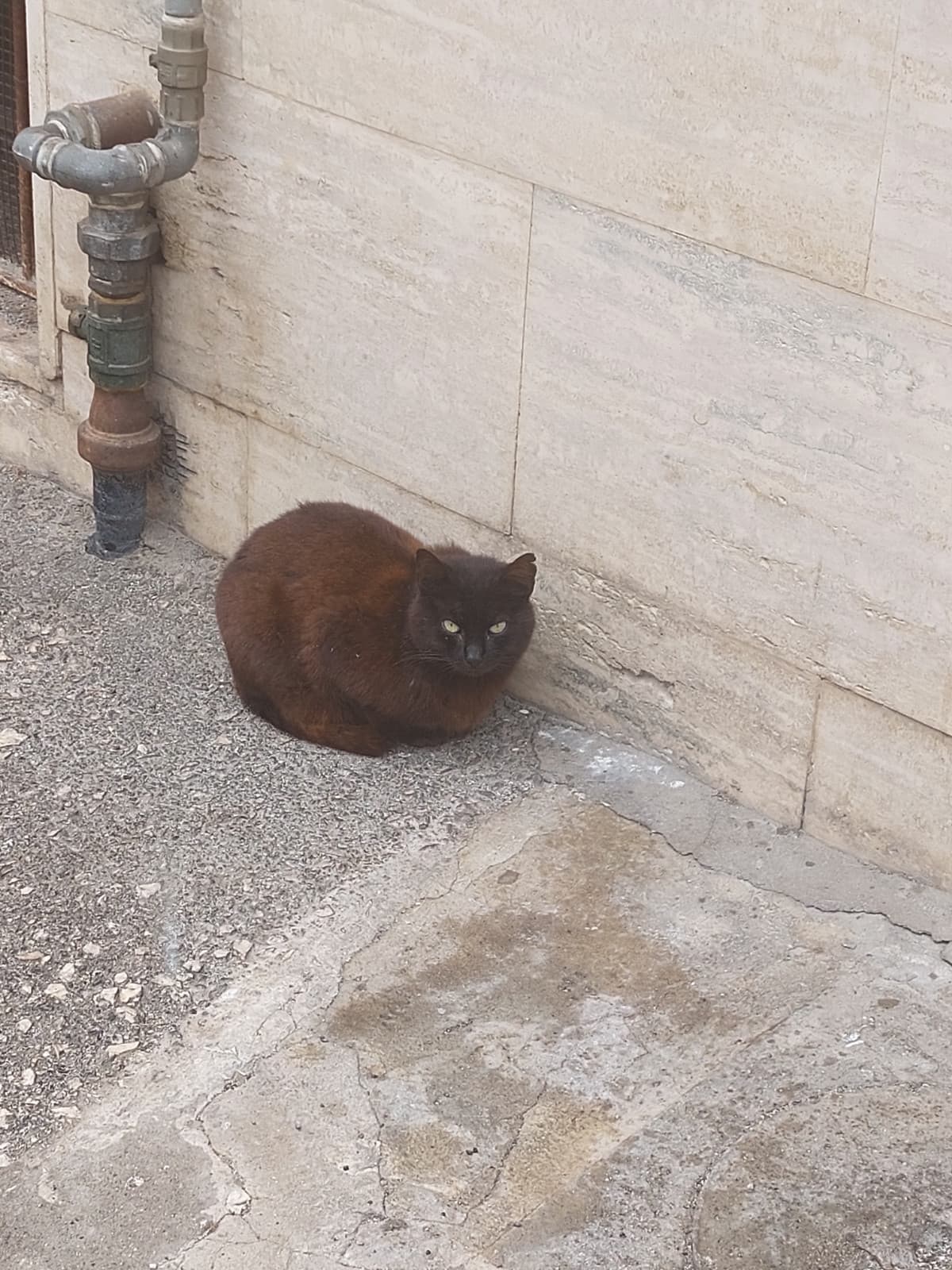 È passato tempo dall'ultimo gatto pane