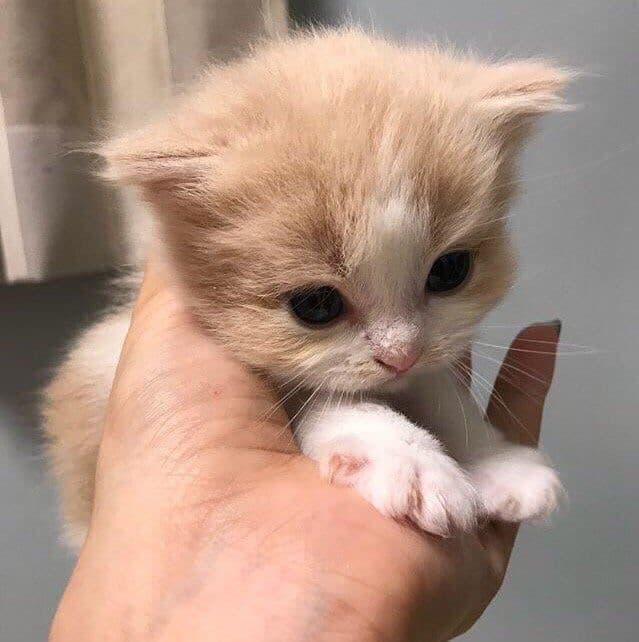 Bello mentre venivo interrogata alla prof è venuta una reazione allergica✨