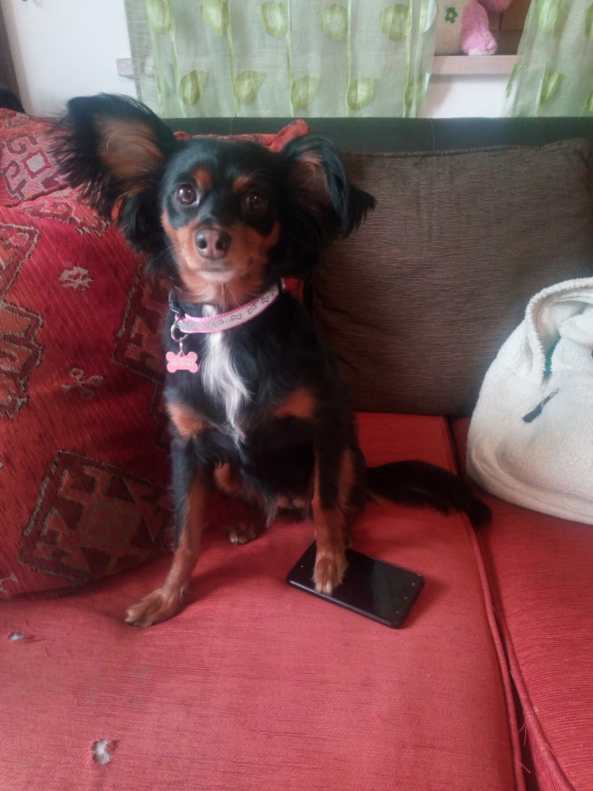 La mia cagnolina Yuna ?, in questa foto voleva telefonare a quanto pare ??