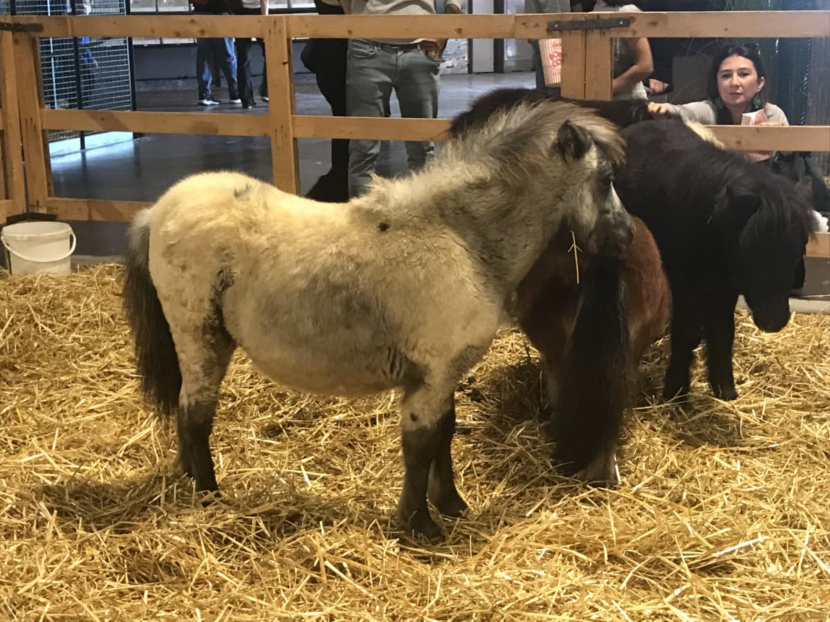 Stesso pony in due fiere diverse in due mesi diversi