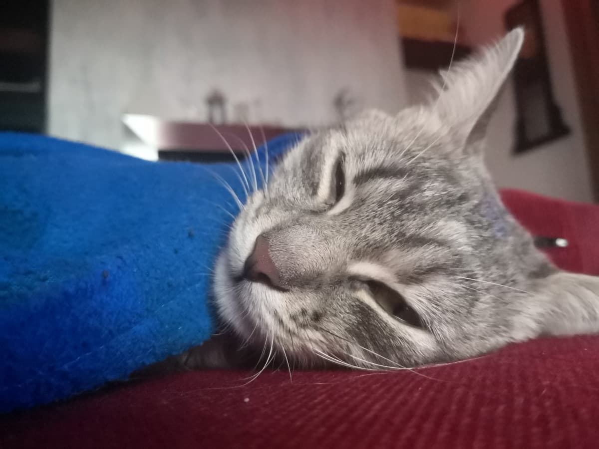 Siccome sono arragatta, vi esco la 😼