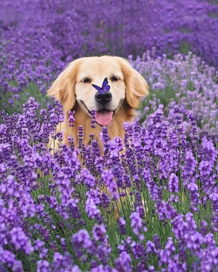 La lavanda riduce lo stress