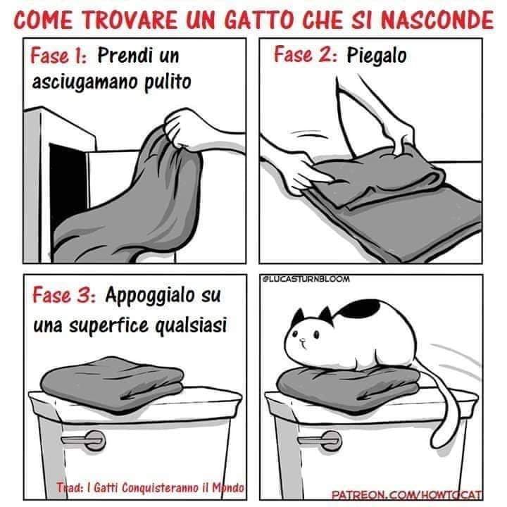 Vita da gatto matto ? 