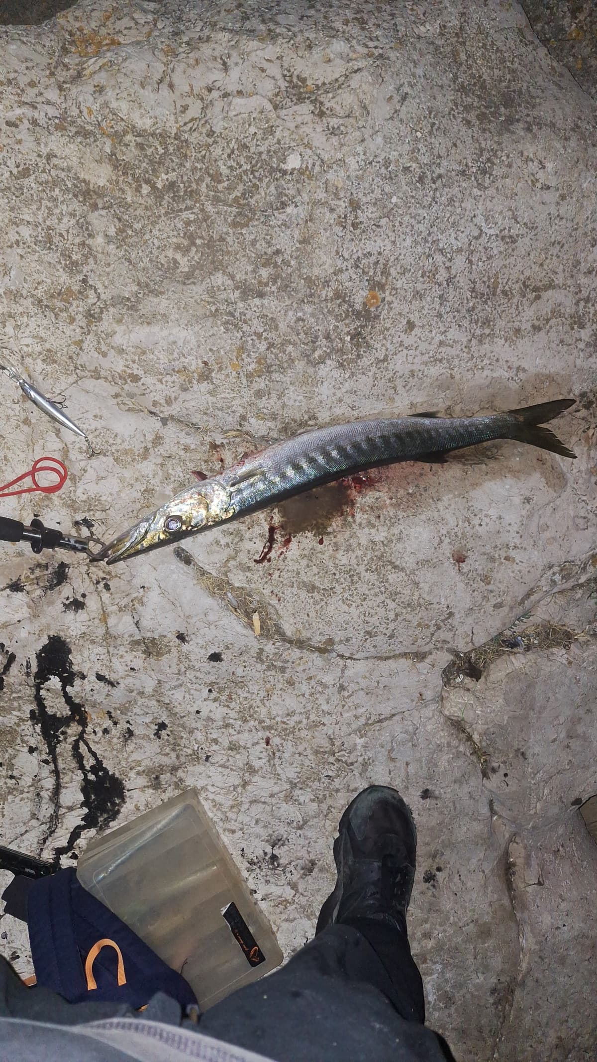 Bagassa di barracuda 
