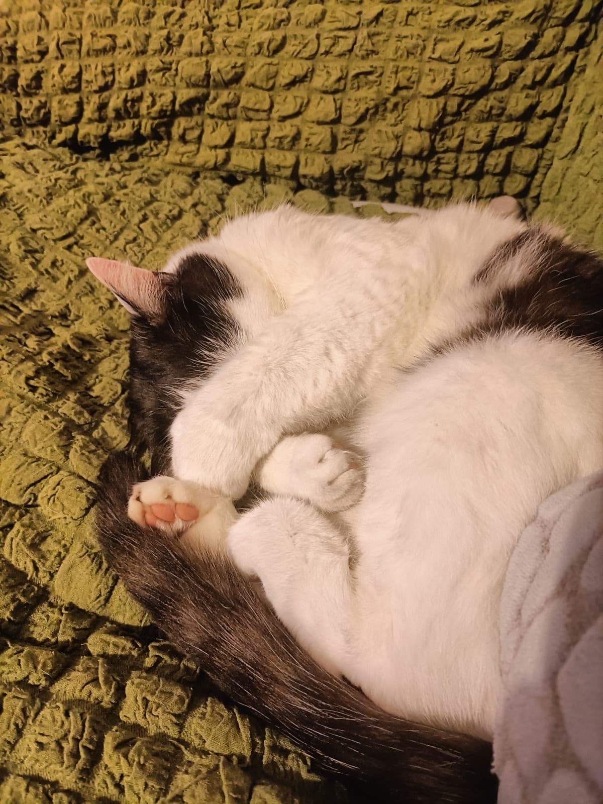 voglio nascere gatto nella prossima vita