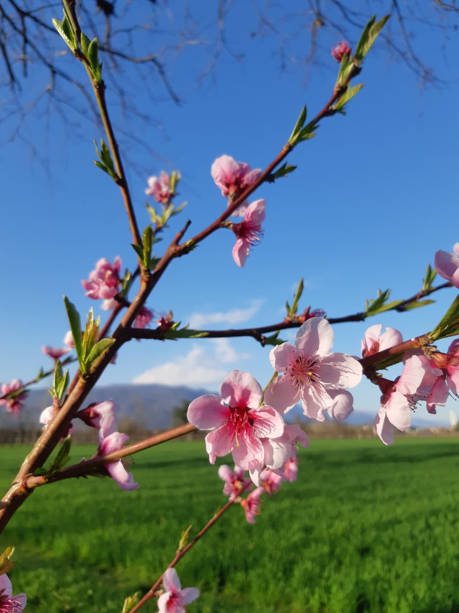 Indovinate che fiori sono ?