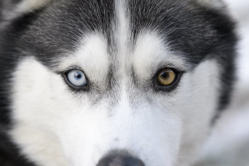 Alcuni fatti sull’Husky siberiano (cane)