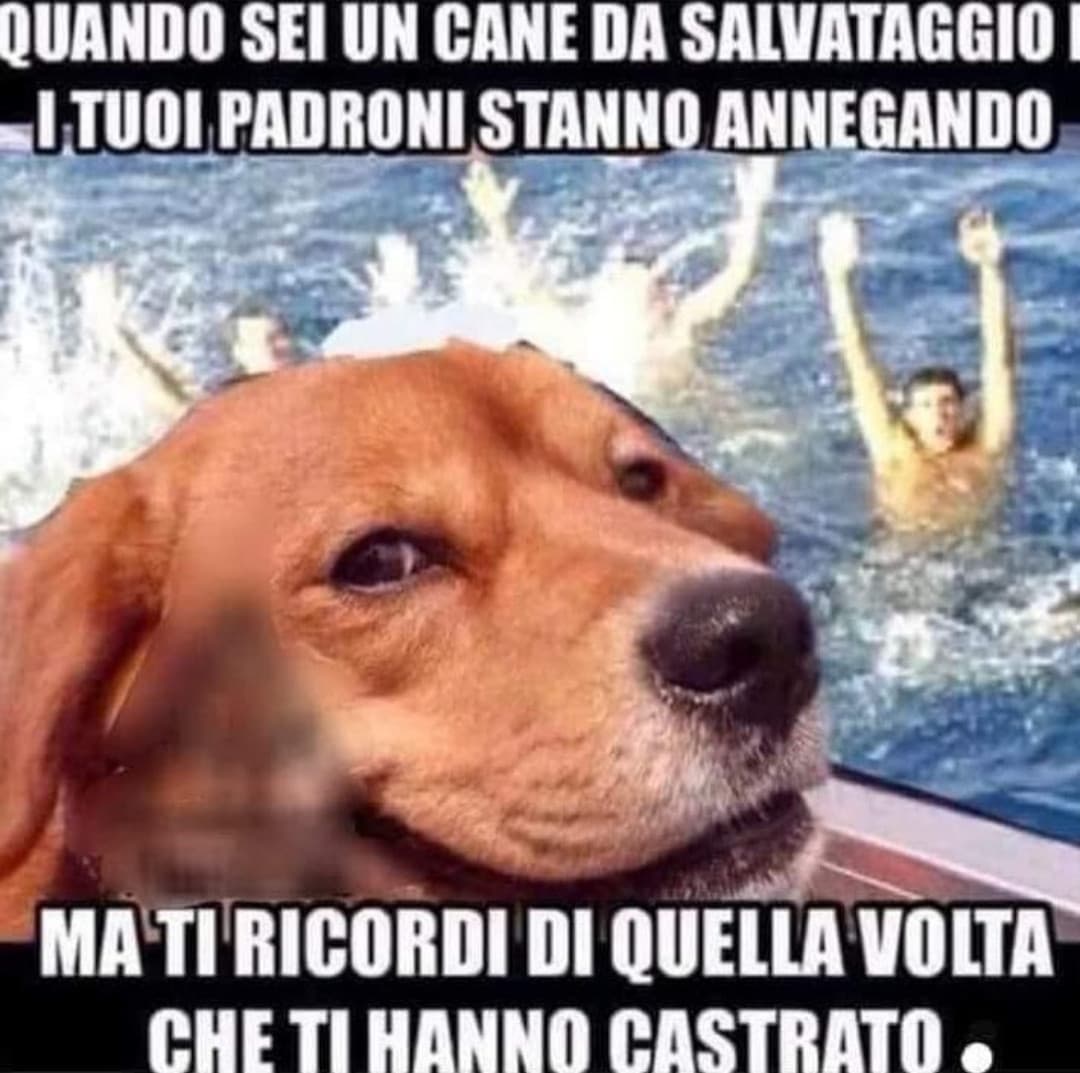 Ecco perché non ho cani