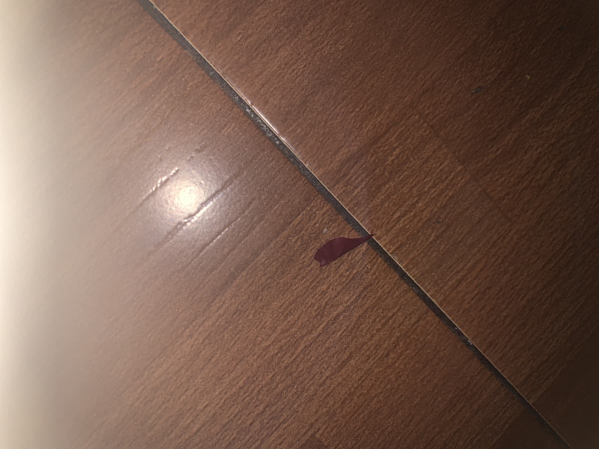 Vaffanculo pensavo fosse uno scarafaggio 