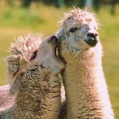 Vorrei un cucciolo di alpaca?