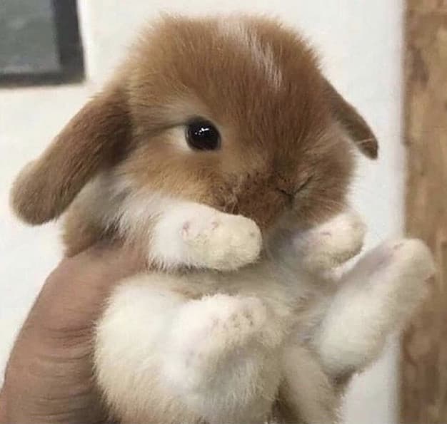 ma che cute è tre ore che lo guardo?