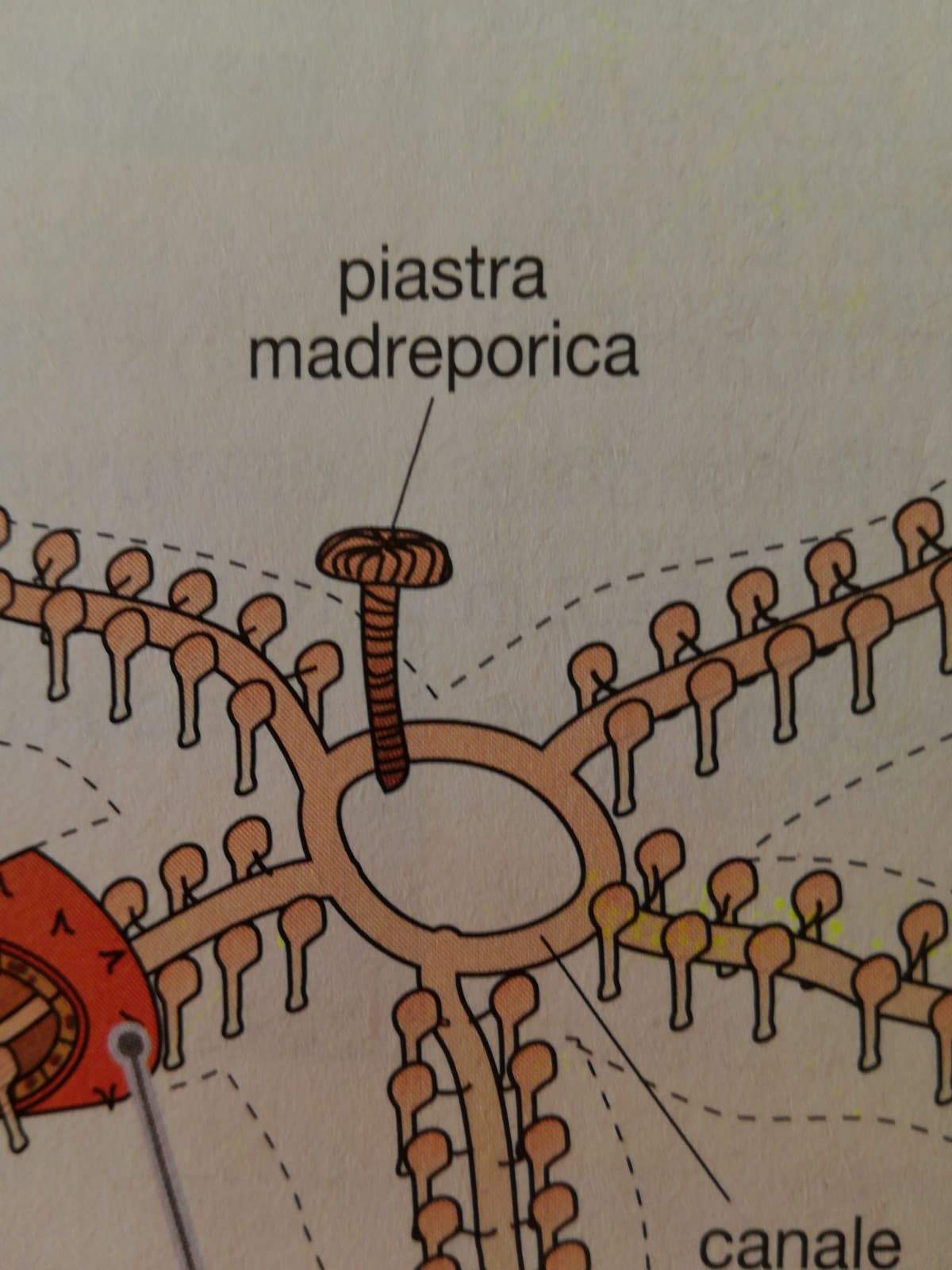 La prima volta ho letto "piastra madreporca"...