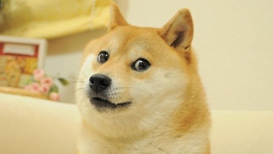 #MemePills | Doge
Ho allungato un po’ il brodo stavolta però le informazioni erano troppe, fatemi sapere se vi piace