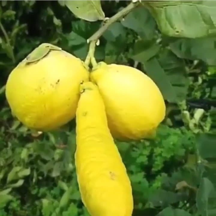 Limonminchia