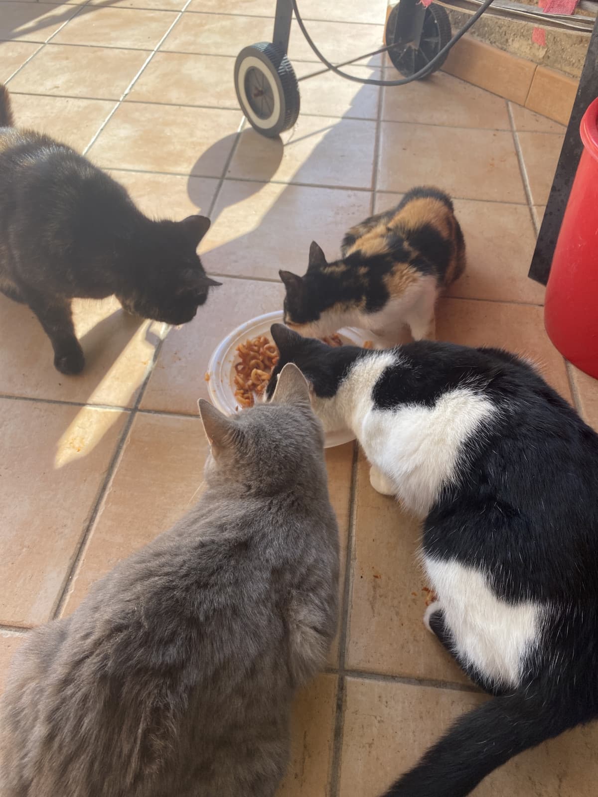 gattini che mangiano
