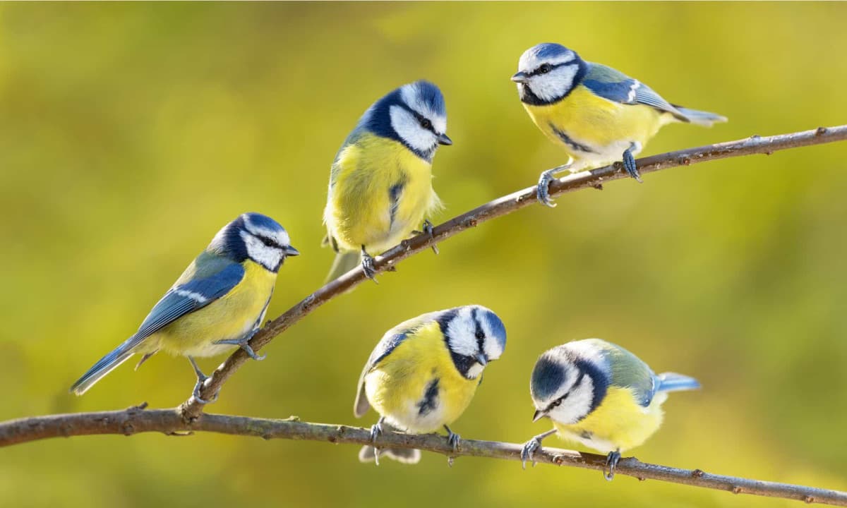 Eurasian blue tit, better known as cinciarella