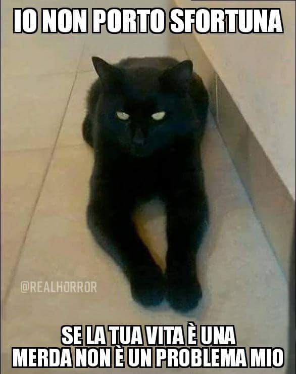 Ben detto, gatto