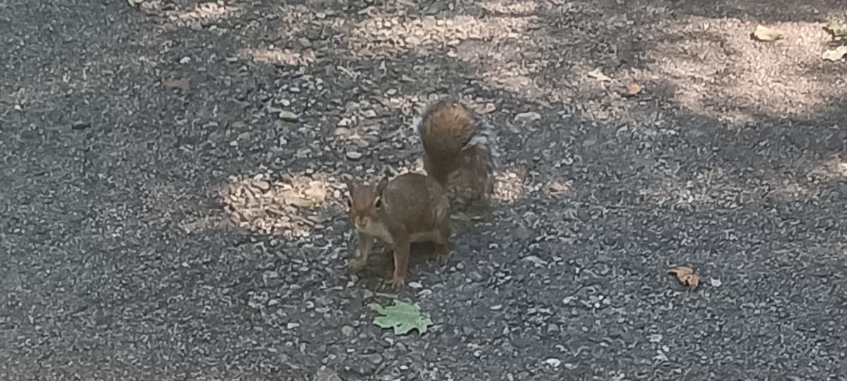 Ma quanto sono belli! 😃