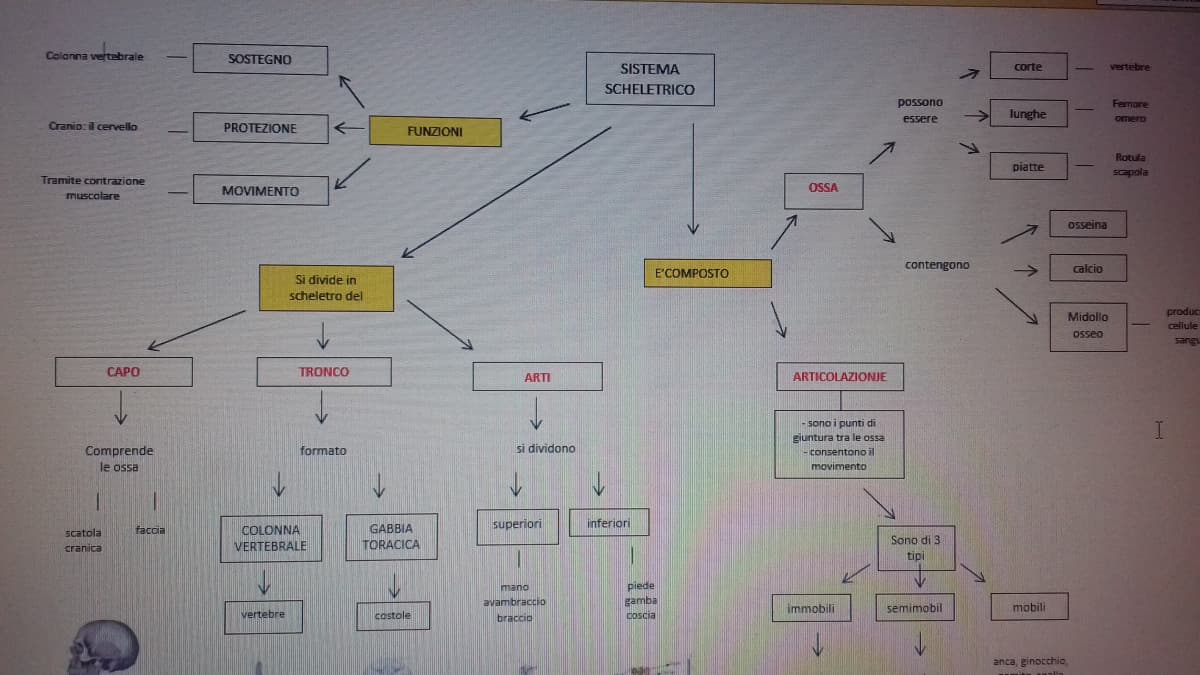 Volevate ripassare il sistema scheletrico ma non sapete dove ripassarlo? 