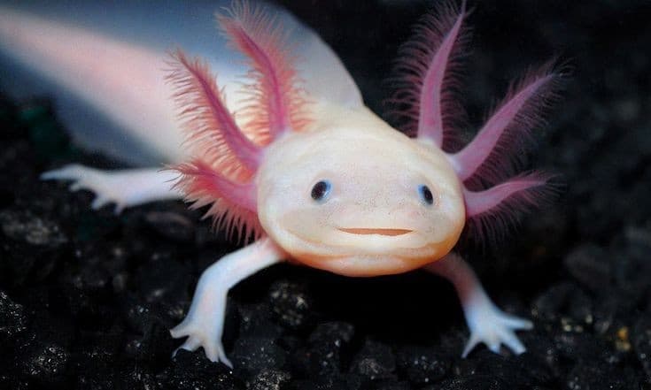 ma a voi nn fa strano che un essere così charming come l'Axlotl esista e viva su questa terra tra noi