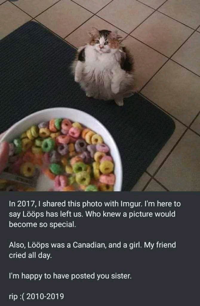 It's so sad, Alexa gimme the lööps