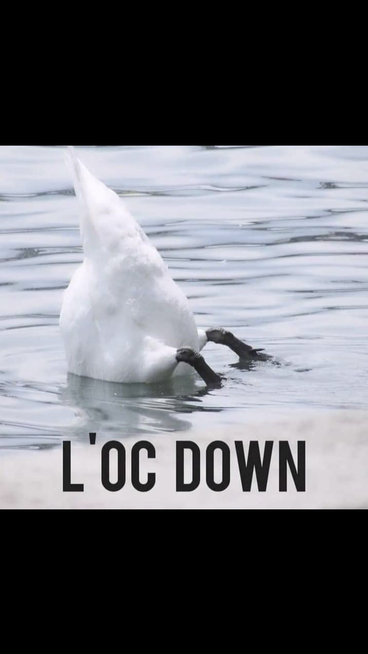 L’oc down 