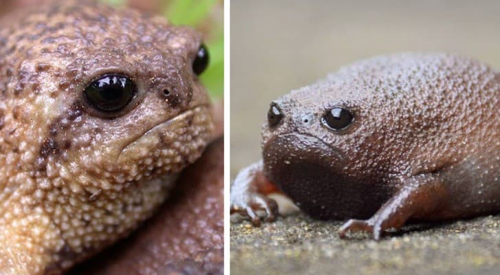 questa è la rana della pioggia: l'animale più triste al mondo. io penso sia bellissimo